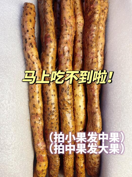能劝一个是一个‼️焦作铁棍怀山药这样选！