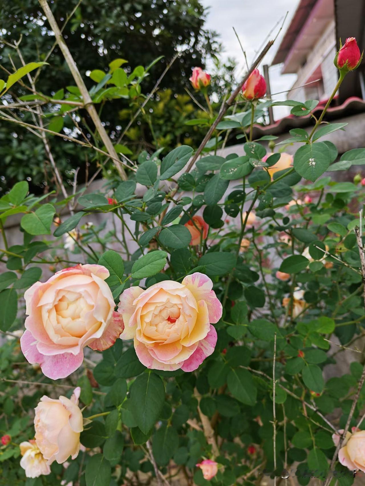 我又有两三天没有好好写了，有话说的时候一天四五篇，没话的时候一天一篇都写不出来，