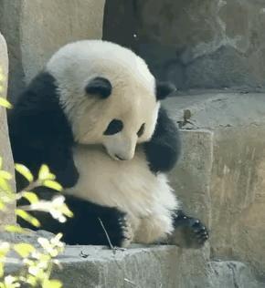 熊猫花花，呆萌可爱的生活日常。亲，你喜欢吗？

 #秋日生活打卡季#