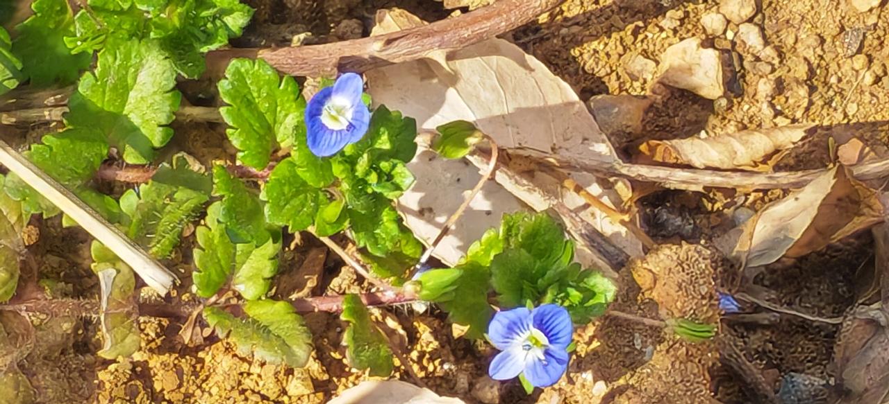 路边一朵小野花
       兰白相间的小野花，非常漂亮，这是什么花呢？