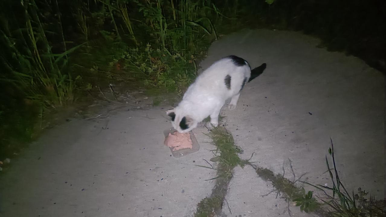 有些落单的流浪猫真是太聪明了，它们就在我必经的路上等着我，前面不管有什么人路过都