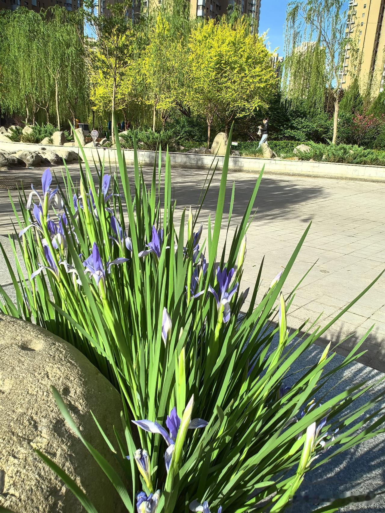 马兰花开
湖边浅紫自嫣然，
不逐繁华不竞妍。
静抱清风开野陌，
一丛素净胜芳筵。