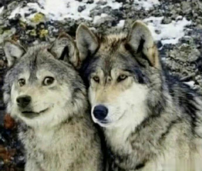 二哈：好慌他竟然把我当兄弟快绷不住了～ ​ ​​​