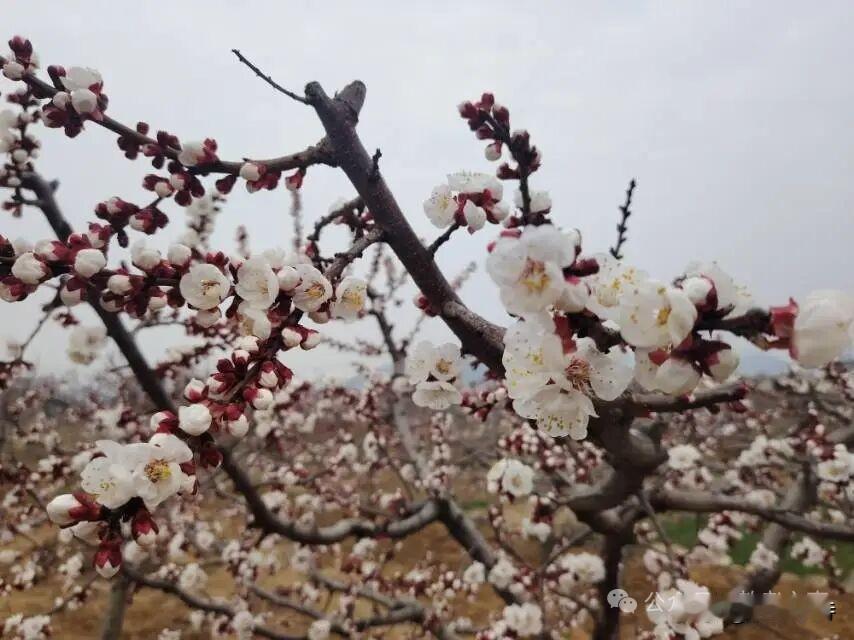 高纪明(山东)
田园春趣
一树杏花悄自开，暗香慢溢小楼台。
不知过客匆忙过，可与