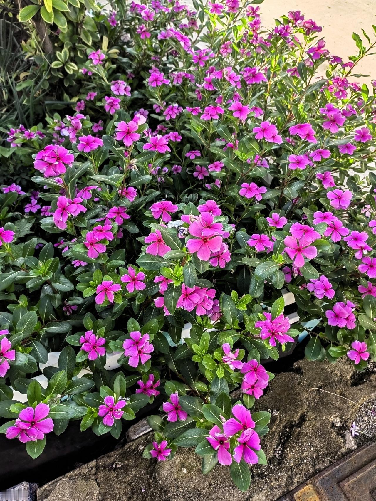 路边绿化带里的长春花，虽不名贵，却也开得灿烂，引得路人注目观赏。
这不仅是一道亮