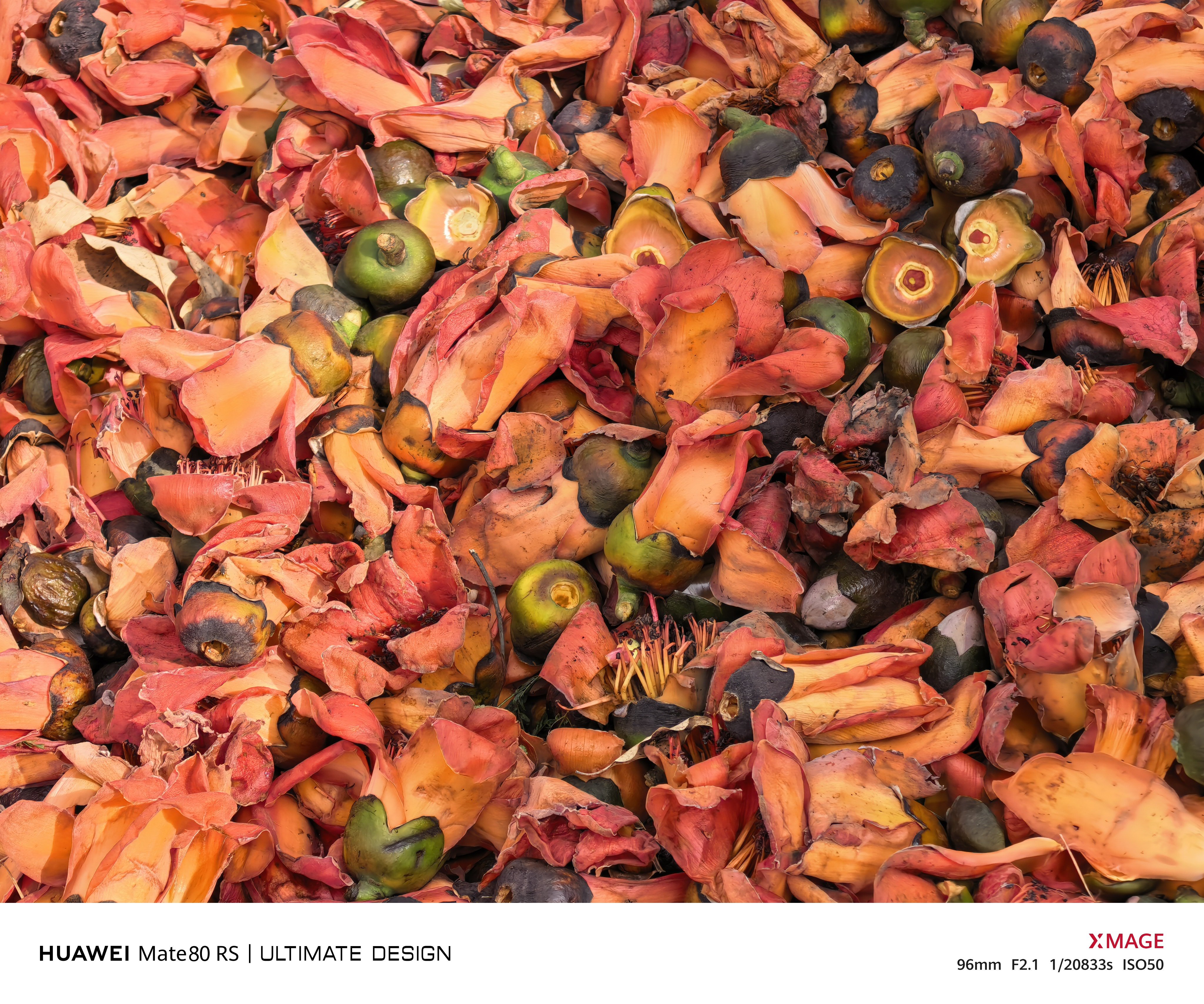 攀枝花是可以吃的，每棵树下都有不少人蹲点，掉一个捡一个，十几块钱一斤呢，神不神？