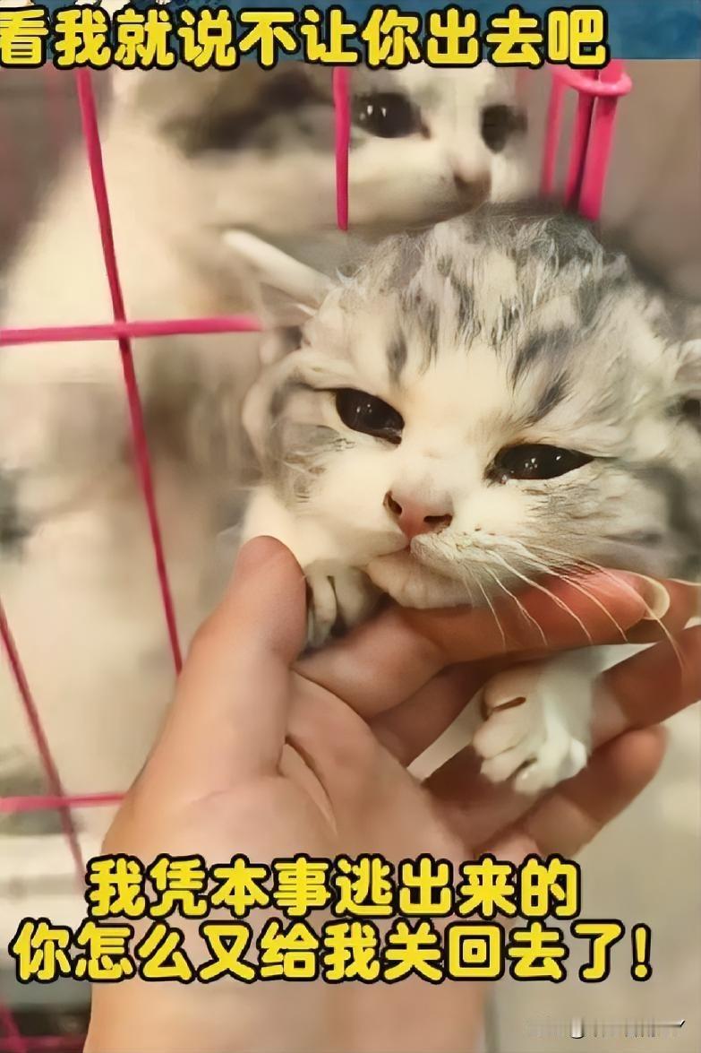 宠物店小猫“越狱”记：那只竭力阻拦的猫，像极了不想你独自前行的我们！

在宠物店