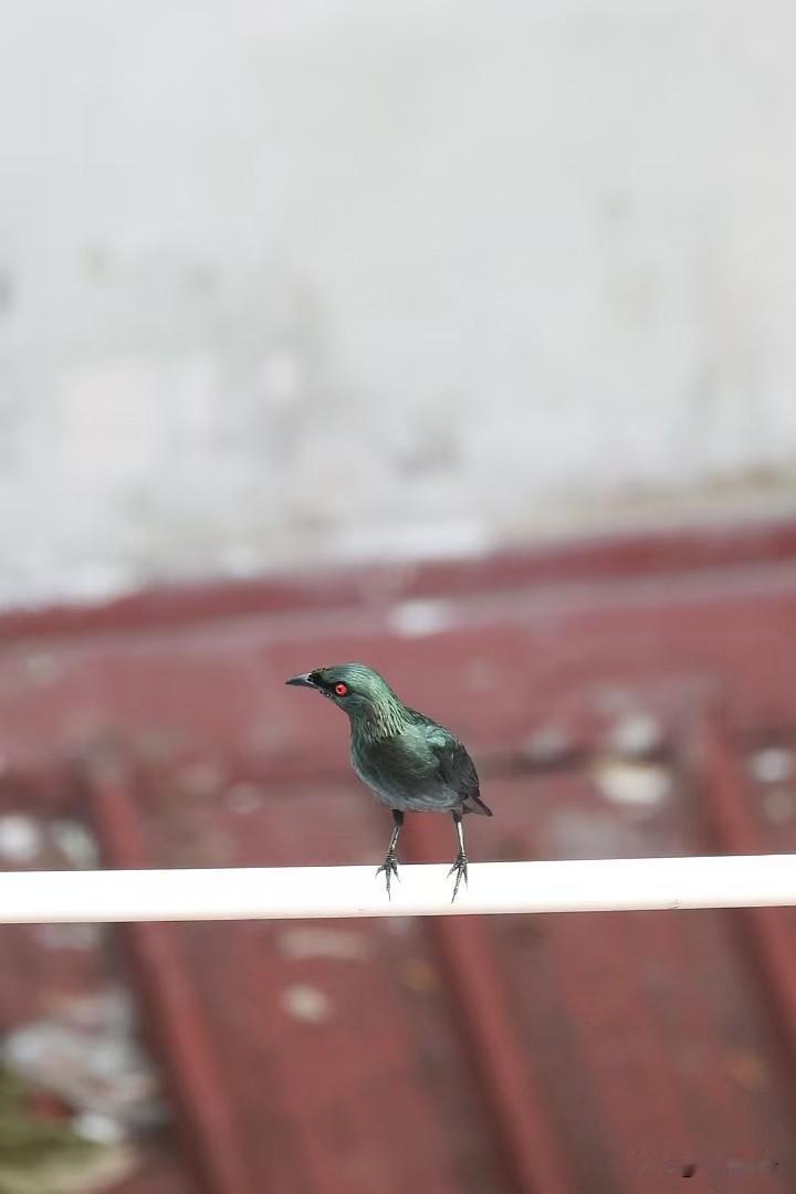 过年回家的人，回家都有个习惯，一进家门，张口就是：我妈呢…，我妈干啥去了？
此时