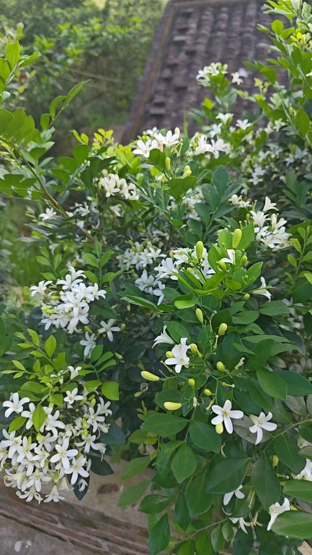 繁花似锦，绿意盎然，春日花园的美丽绽放。