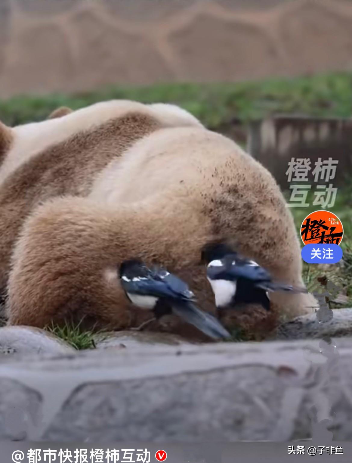 近日，在陕西秦岭大熊猫研究中心，
人们都在观赏这只叫“七仔”的大熊猫，它是全球唯