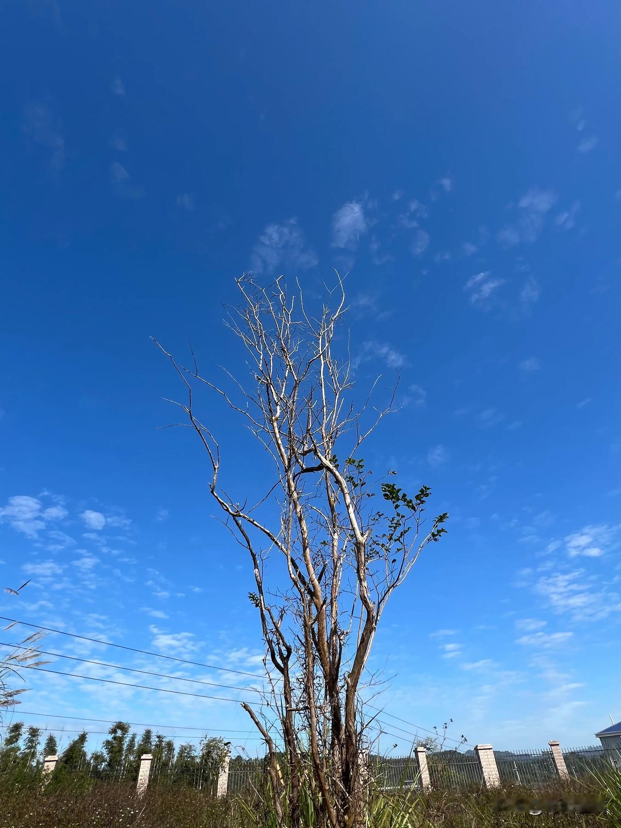 大叔劏猪叫上吕田，正逢圩日

吕田市场早些年认识的一位大叔劏猪，叫我上吕田去，这