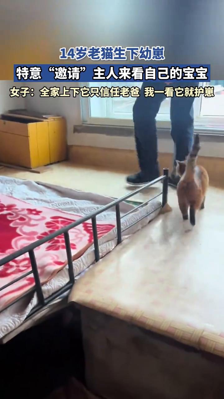 14岁老猫生下幼崽，特意"邀请"主人来看自己的宝宝。女子：全家上下它只信任老爸，