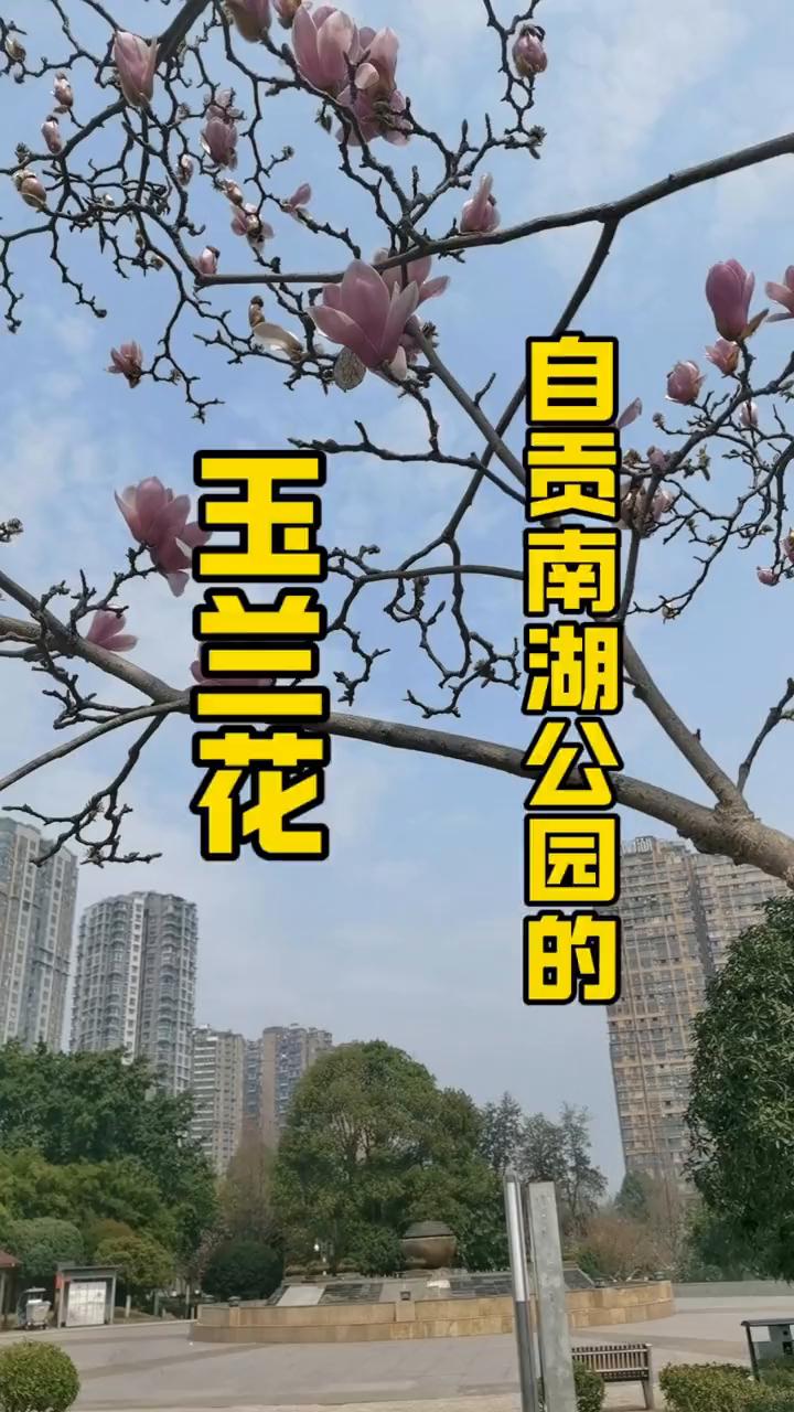 白贡南湖公园的玉兰花。