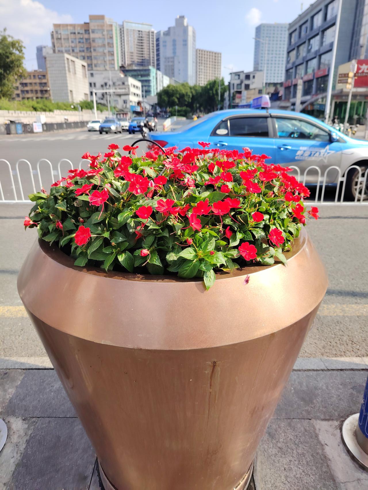 相册里的花花草草