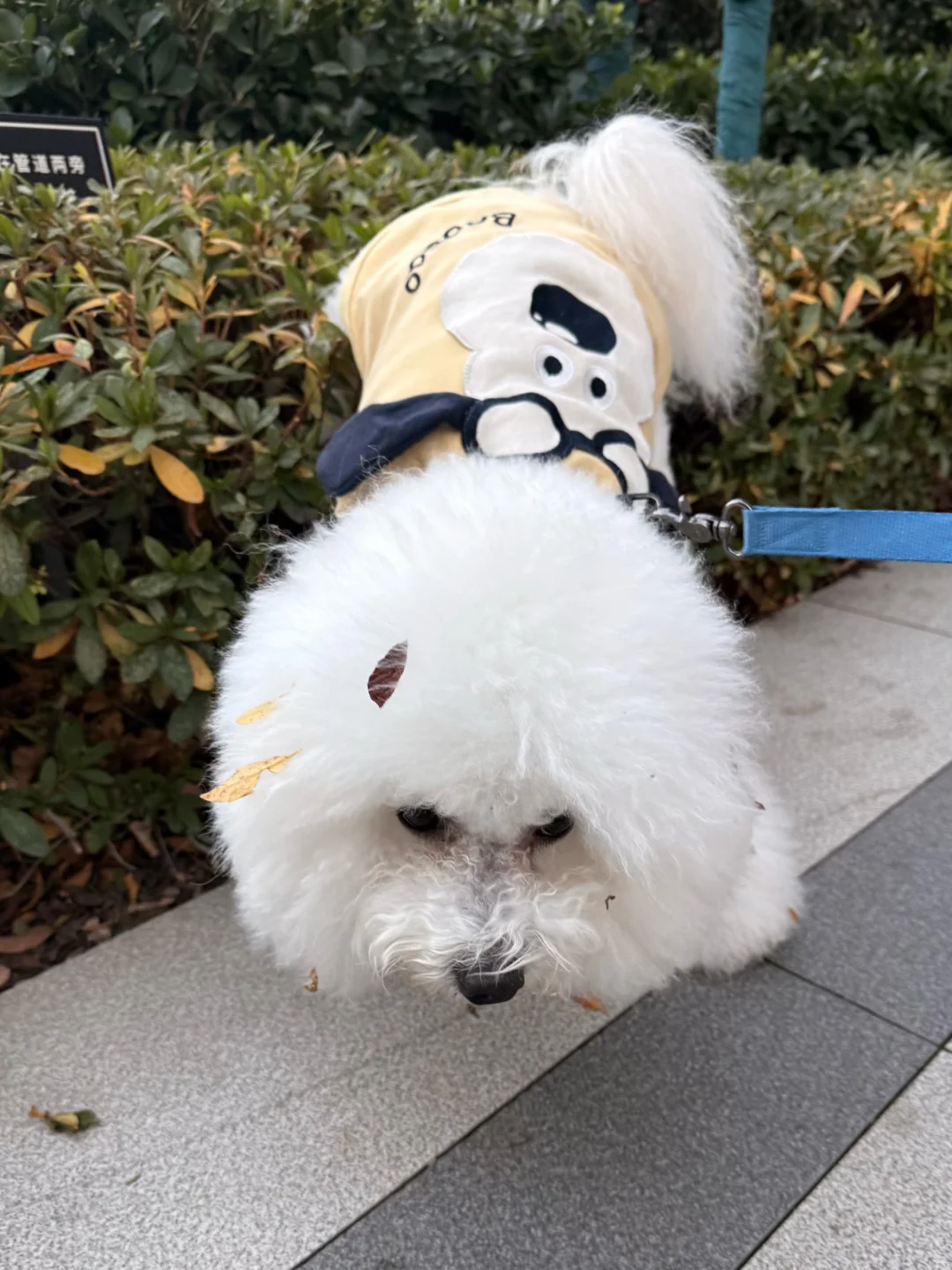 你家小狗的拉粑姿势啥样？