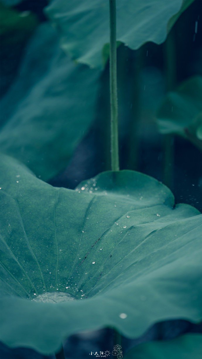 「集句」一些让人毕生难忘的绝美诗句1.海棠未雨，梨花先雪，一半春休。——王雱2.