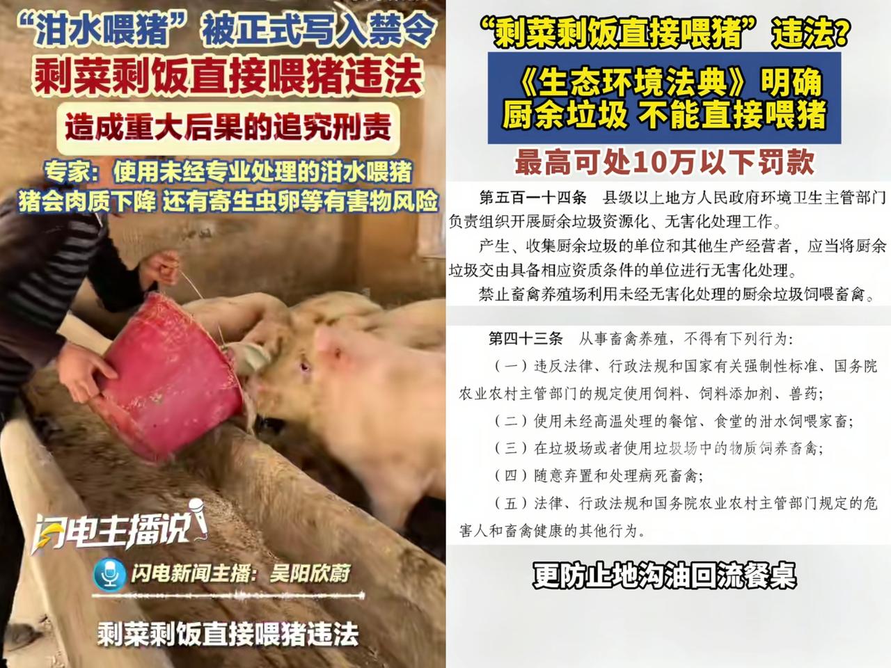 “泔水喂猪”被正式写入禁令了，接下来用剩菜剩饭直接喂猪会被判违法，严重的要被追究
