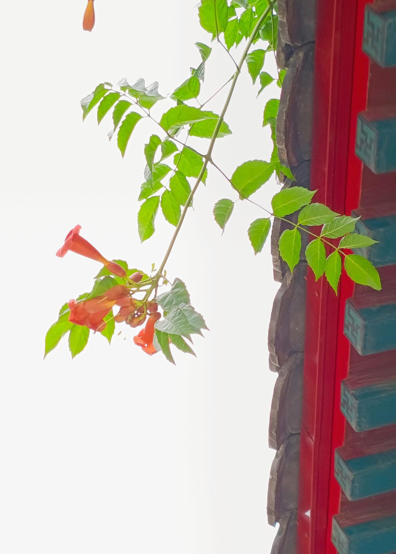 好看的凌霄花