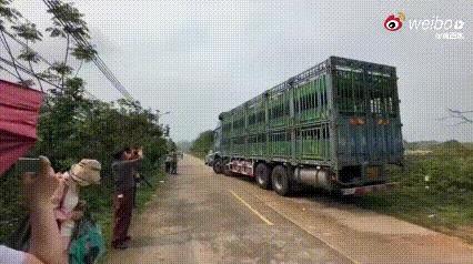 真是闻所未闻！辽宁一女子，联合朋友花了58万元，从广东茂名一屠宰场解救了1950