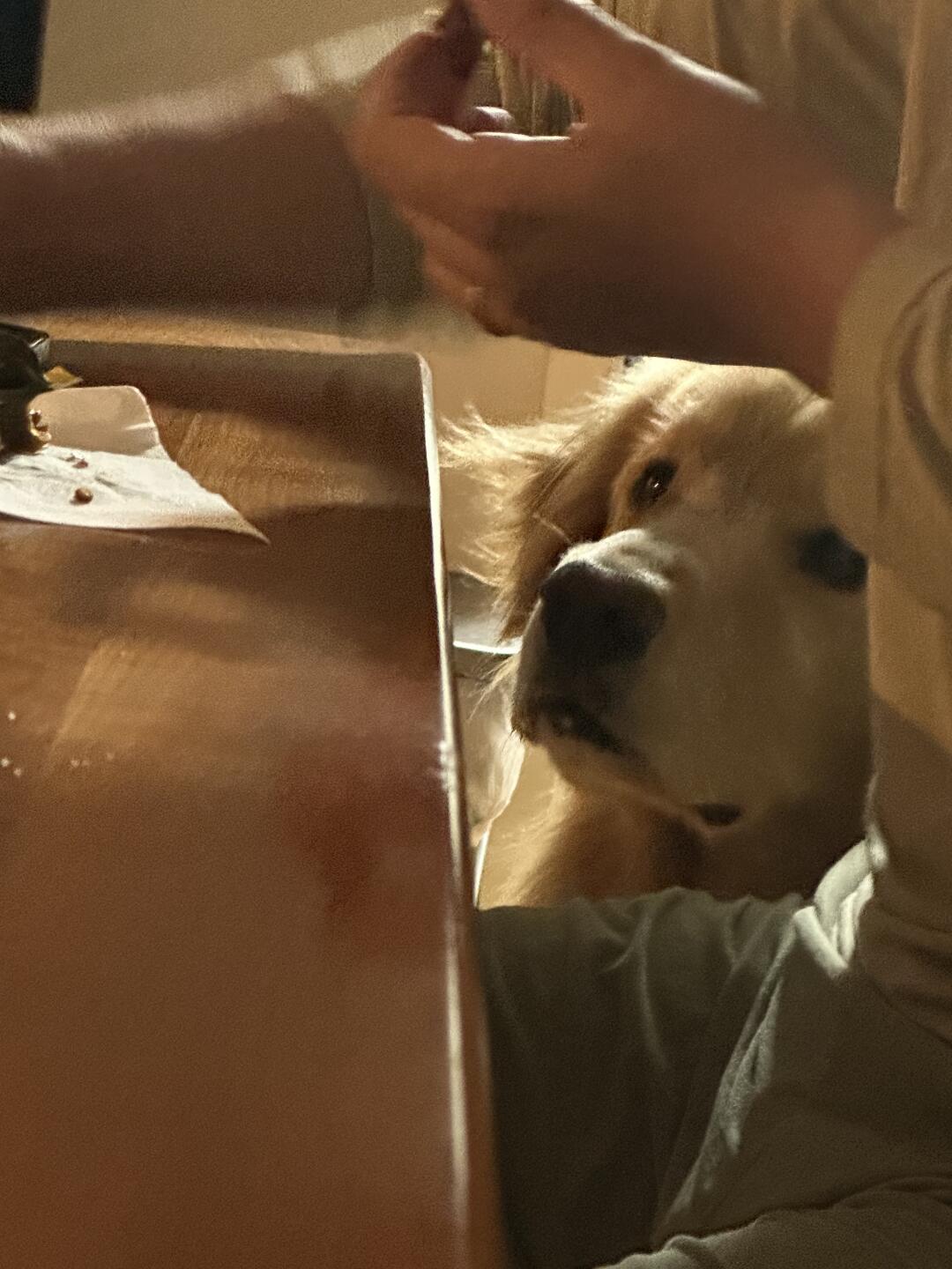 小狗能有什么错呢