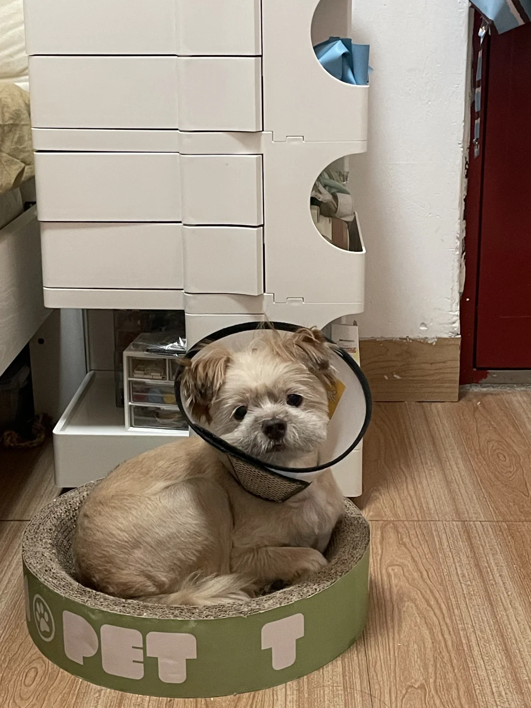 鸠占鹊巢 狗占猫窝