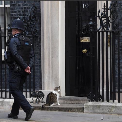铁打的唐宁街流水的首相！首席捕鼠官拉里又将迎来新主人

英国唐宁街10号即将易主