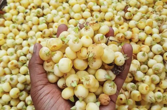 马占相思花的多重效用及出口现状研判马占相思花是天然有机食材，富含蛋白质、碳水化合