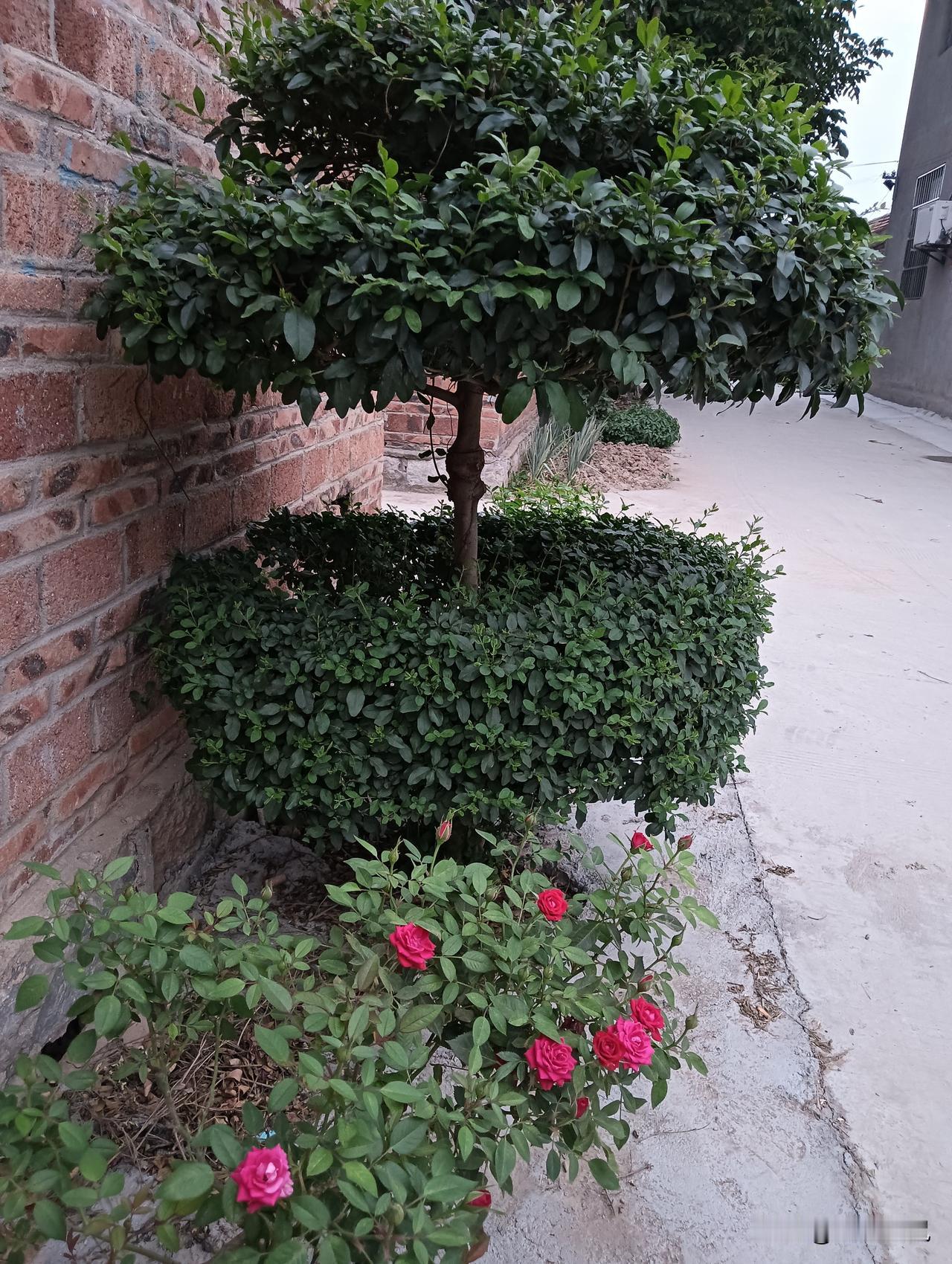 绿意盎然的小院，粉嫩的玫瑰花点缀其中，宁静而美丽。