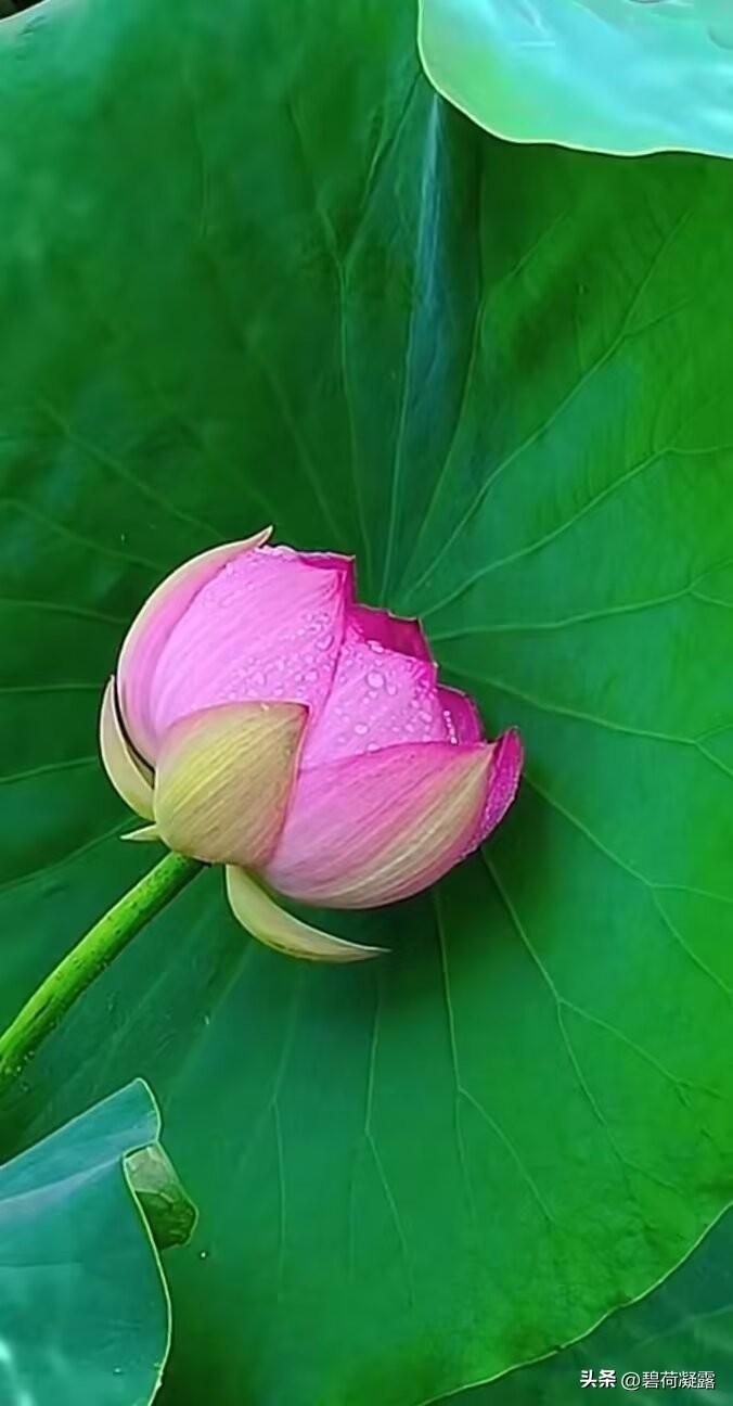 盛夏，是一首热烈而悠长的诗，而夏日里最动人的篇章，莫过于那一池亭亭玉立的荷花。满
