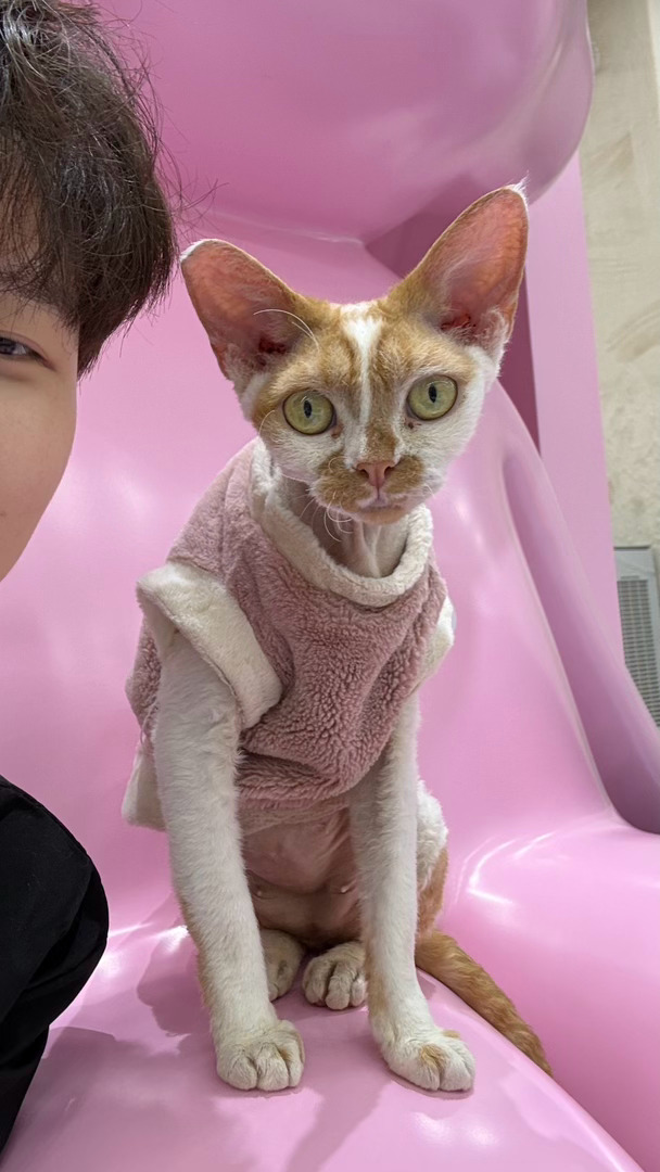 整个猫咖最可爱最有特点的猫 糯不懂我 她觉得不好看哈哈哈哈哈 谁懂啊 