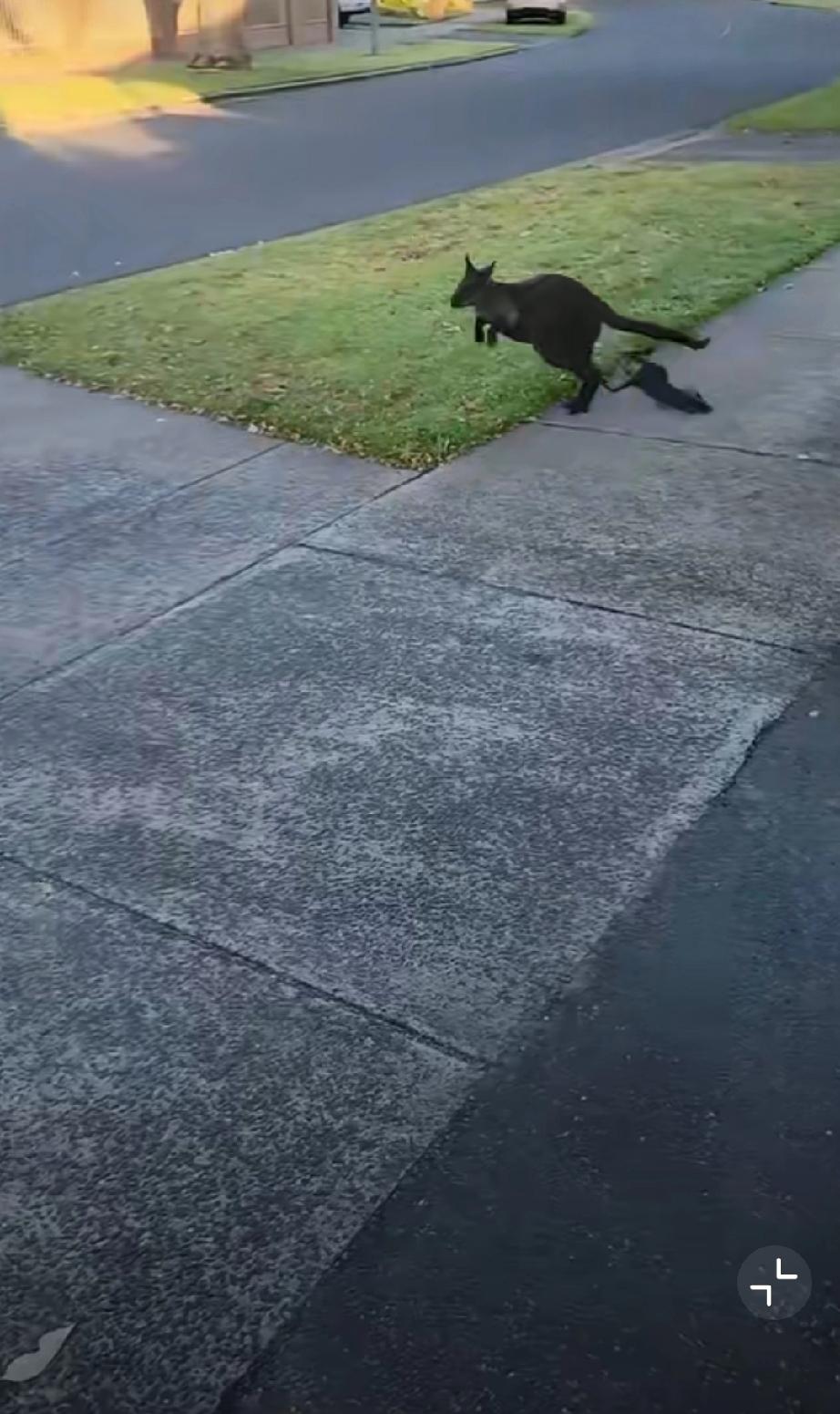 澳大利亚一女子在散步时一只小袋鼠幼崽从袋鼠妈妈育儿袋里掉到地上！袋鼠妈妈绝尘而去