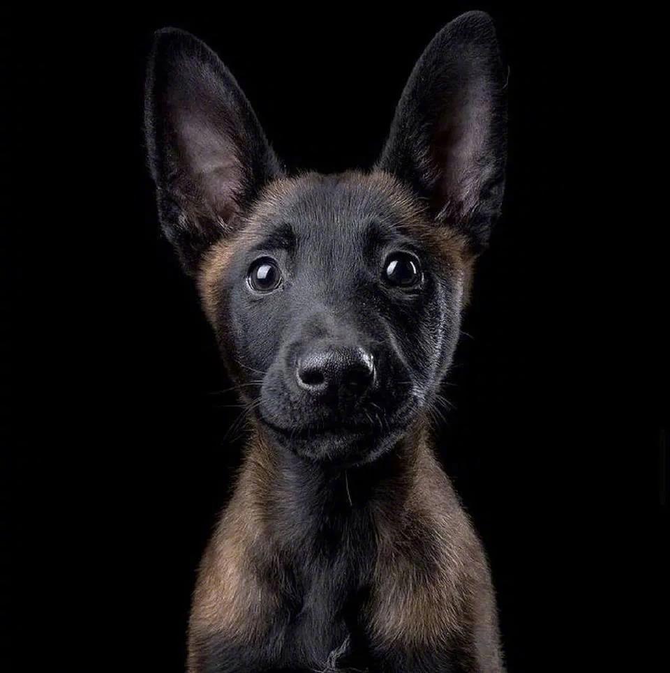 小马哥的黑底证件照！