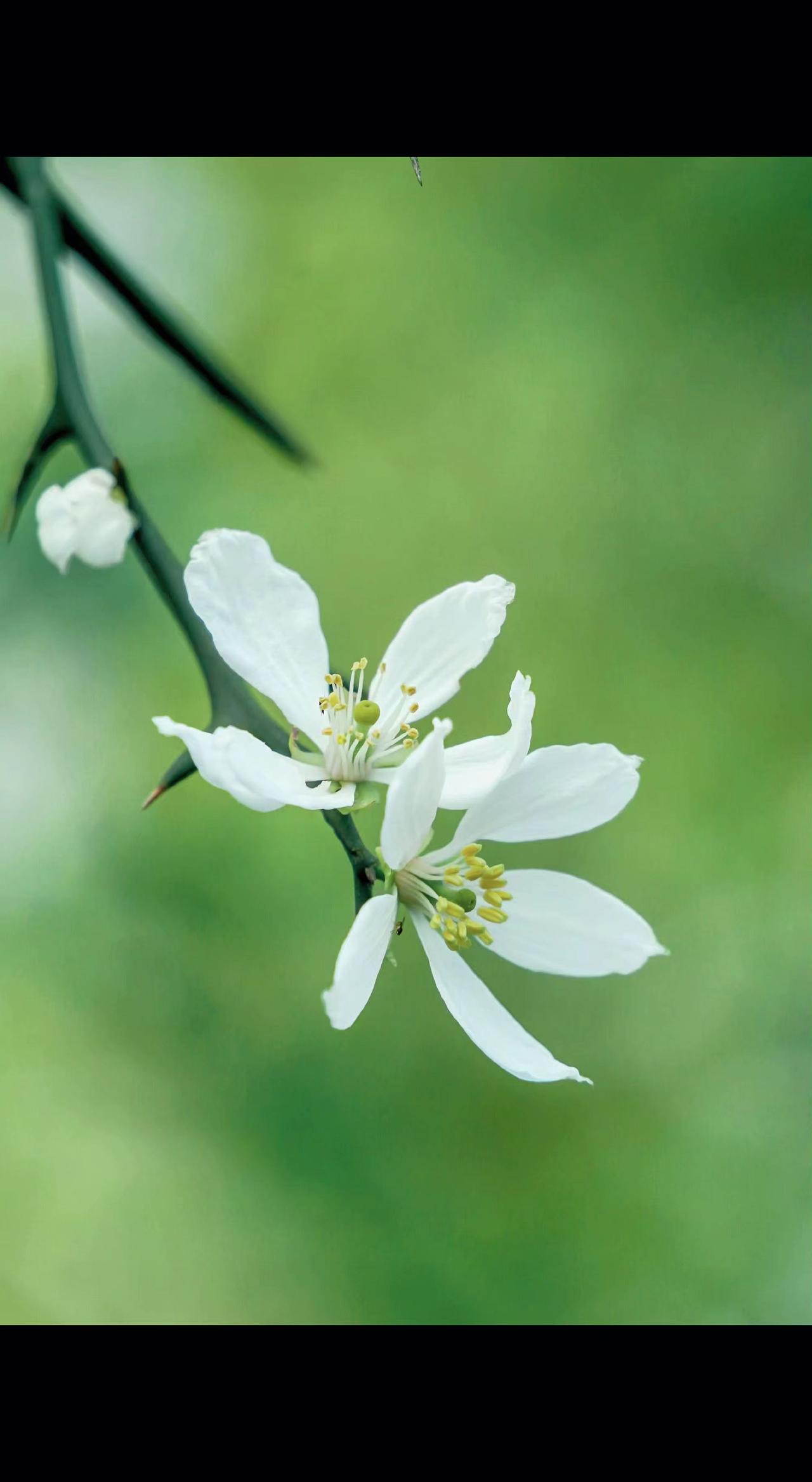 🌸白瓣薄如蝉翼，金蕊藏着阳光的碎片✨。荆棘上开花，是倔强的温柔啊～