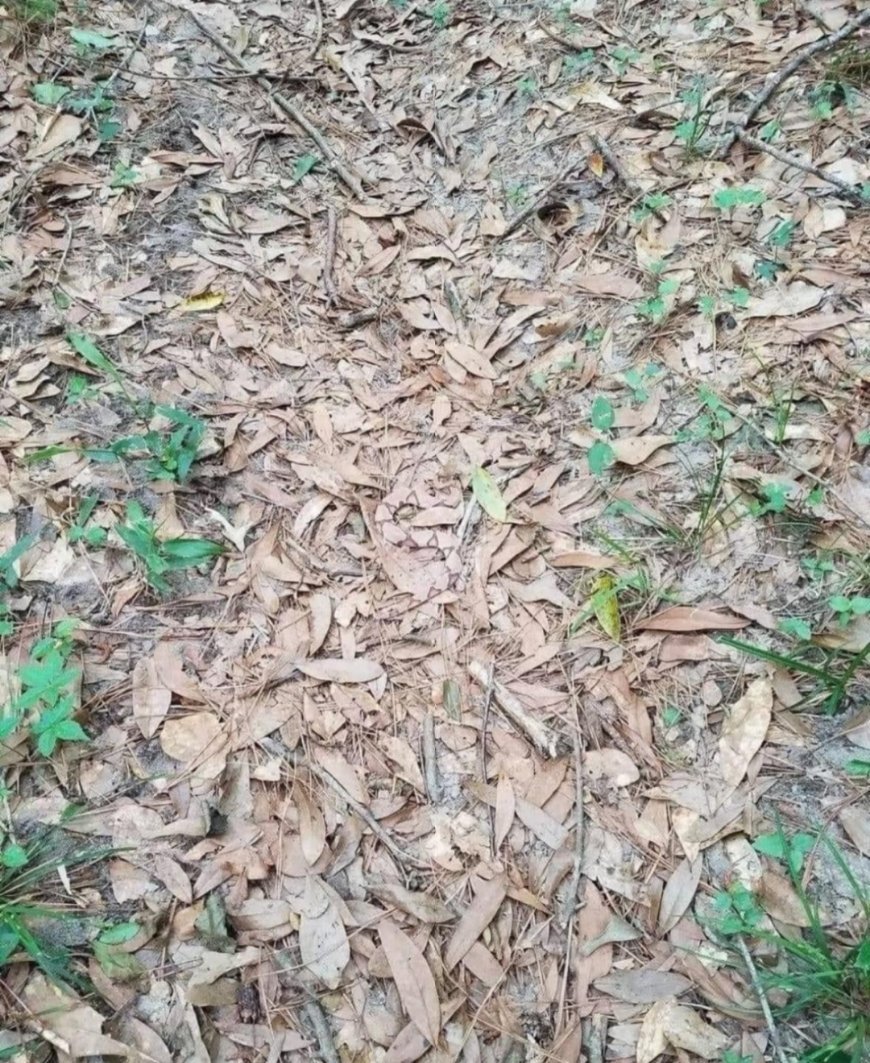 据说一脚踩上去，人就没了，大家能发现恐怖之处吗？ ​​​