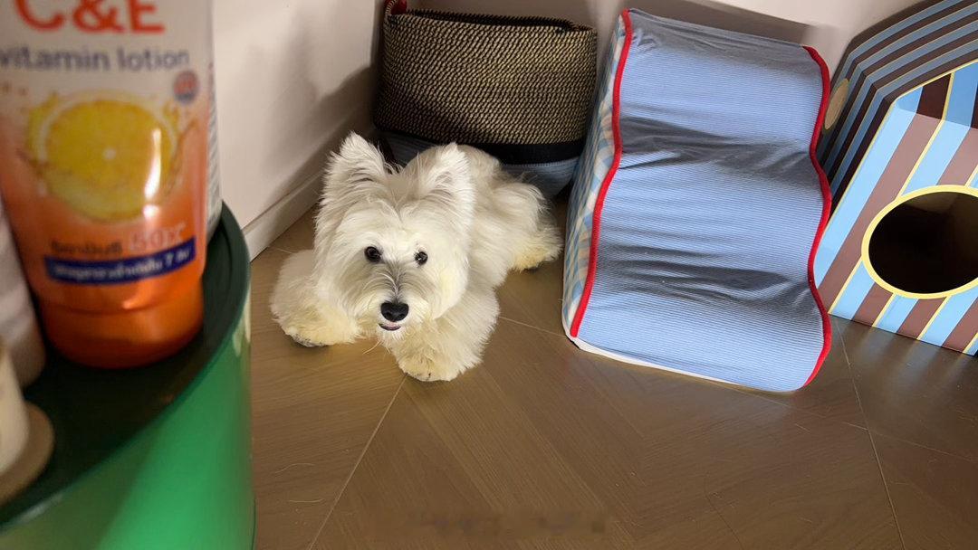 🧩｜Plog最近真的太忙了加班 不规律吃饭 两地折腾加上之前喝酒太凶了最近病了