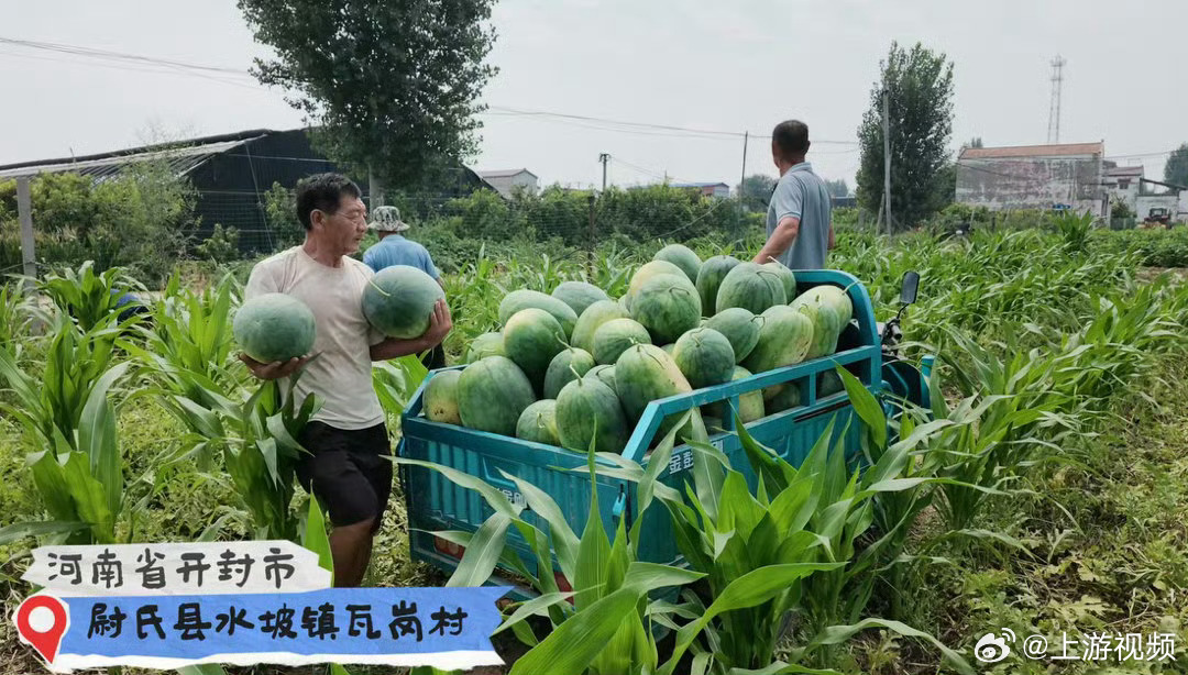 #重庆一景区买2万斤河南西瓜送游客#【河南西瓜滞销怎么破？大足石刻景区：安排！已