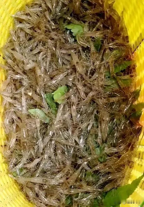 丈母娘特别疼我和老婆，每次从老家来我这儿，都会带些山货来了，这次带的这个绝对是好