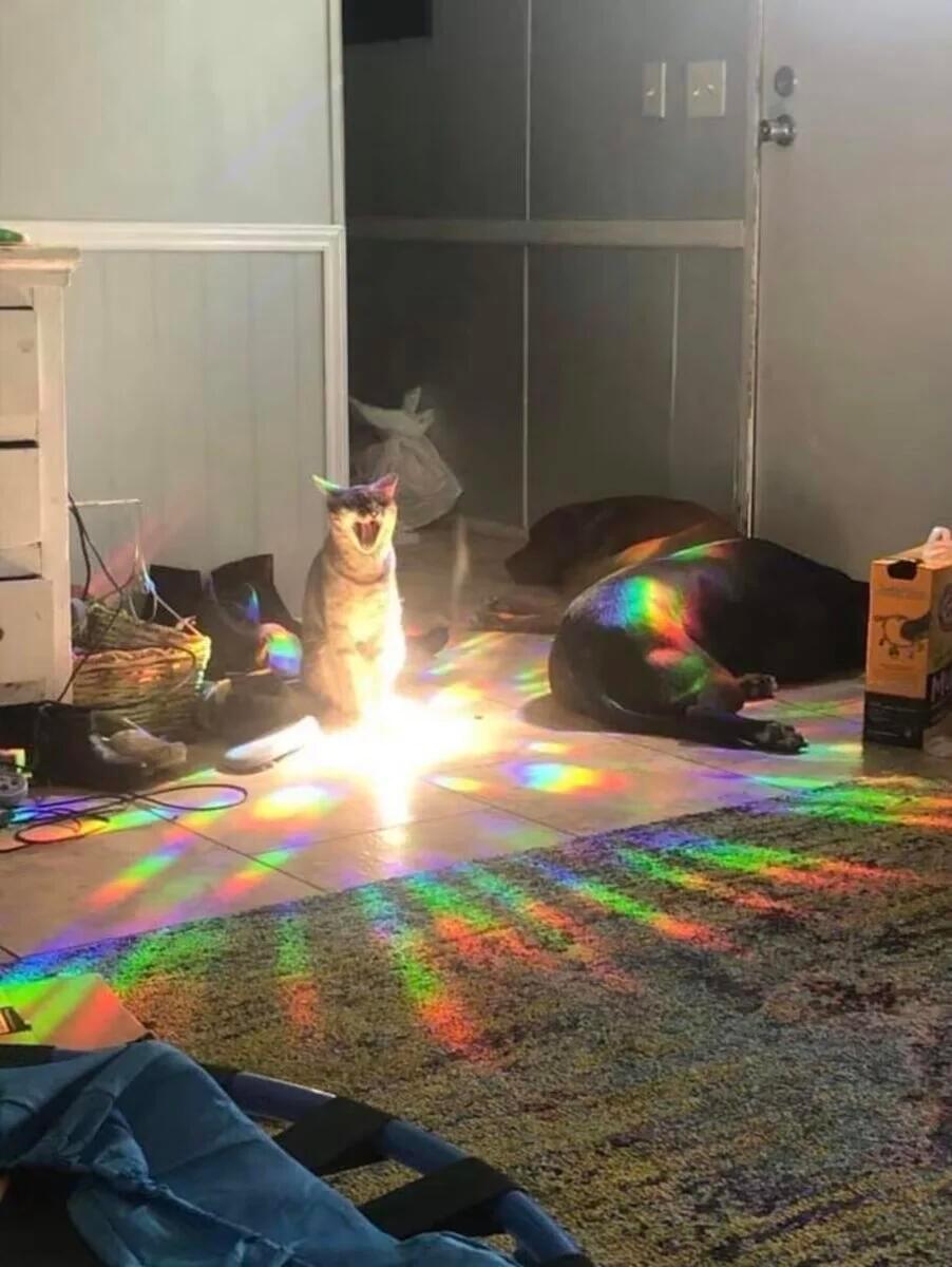小猫升级了 ​​​
