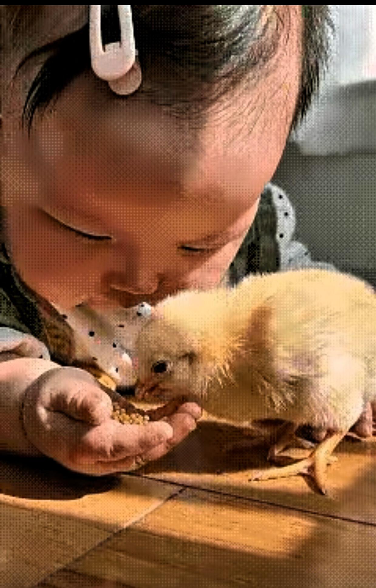 小孩喂小鸡，不同物种之间的爱原来如此温馨，小女孩将食物捧在胖乎乎的手心里，小鸡轻