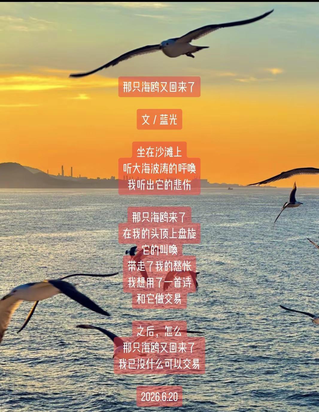 蓝光诗歌丨那只海鸥又回来了