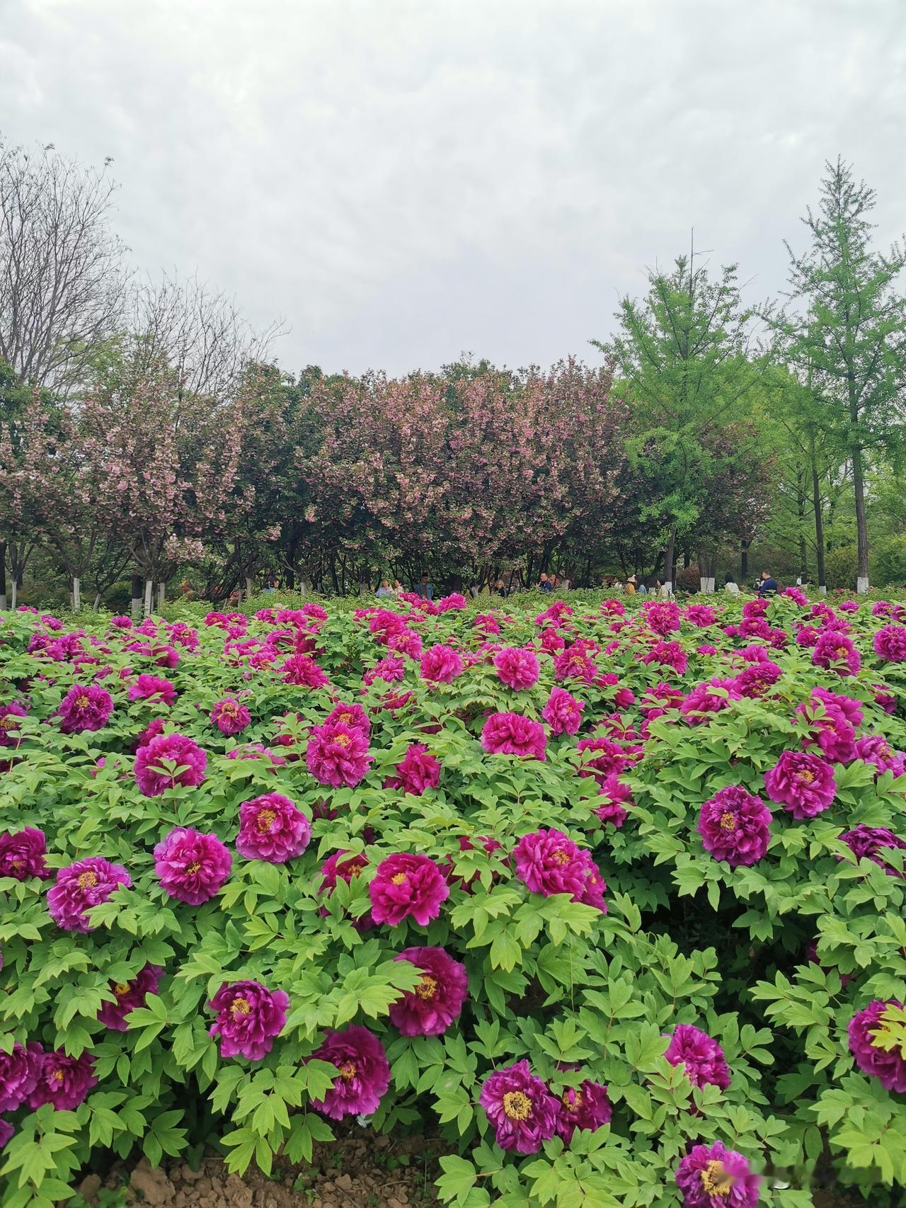 西安植物园，是个老少皆宜，一年四季，都可去逛的地方。
不像其它地方，只是在特定的