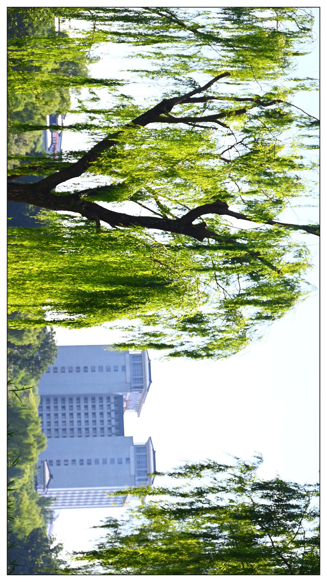 紫竹院公园