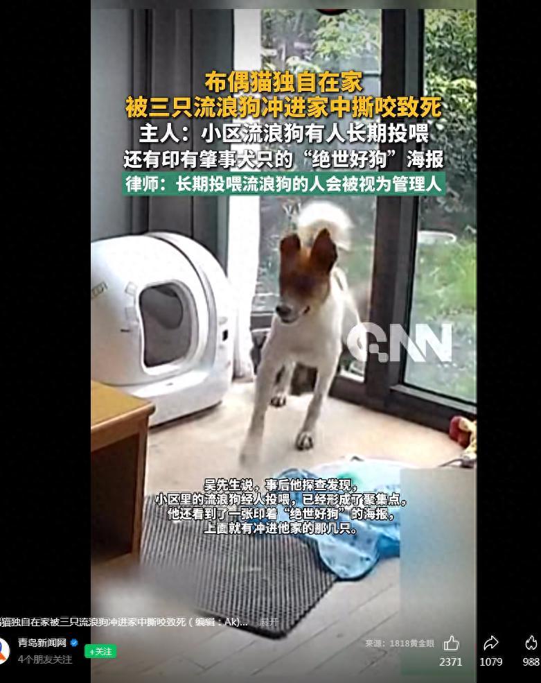 浙江杭州，男子临时出差，把养了两年的宠物猫留在家里，谁也没想到，三只的流浪狗突然