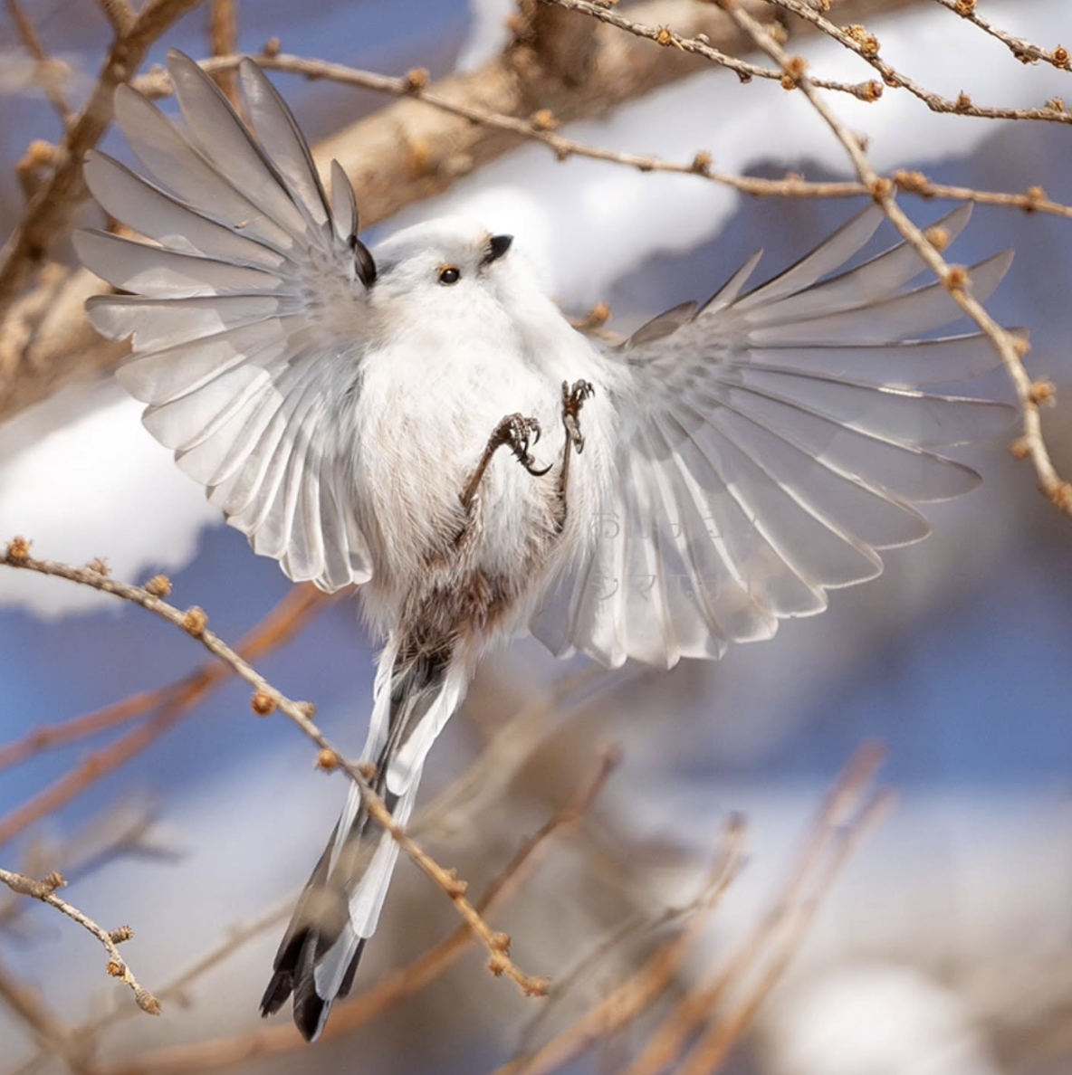 北长尾山雀 肥凤舞九天【ins：ohayoshimaenaga】 