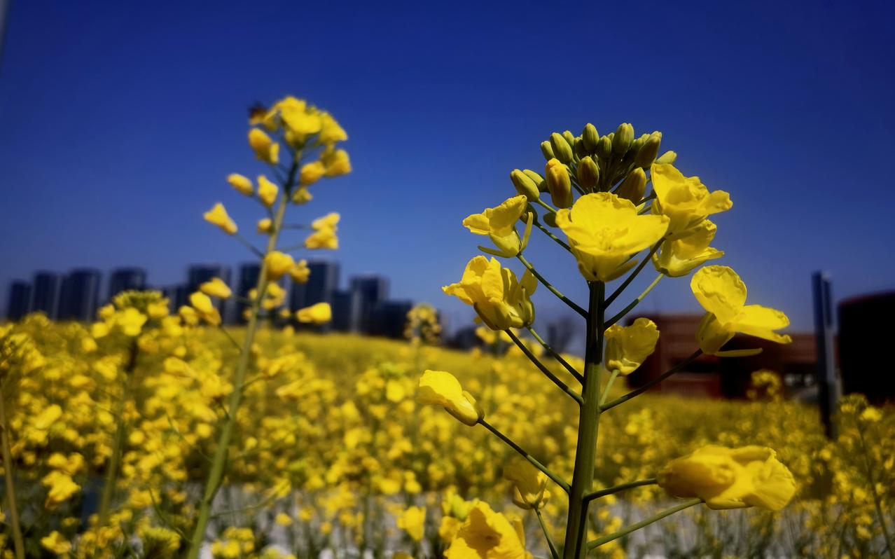 五律·步韵和潘培生
《题油菜花》
原畴沐岁华，遍野灿黄花。
带露起轻雾，迎风织锦