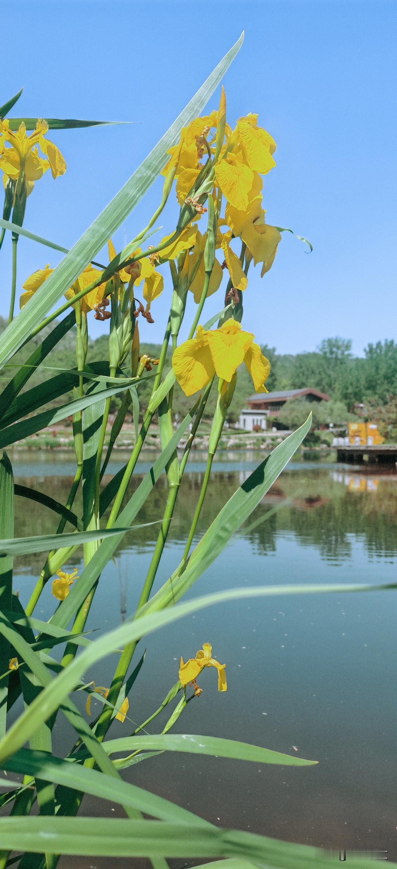 水边一簇黄鸢尾，
叶似青锋花似蝶。
不与莲荷争上下，
自开自落自清绝。