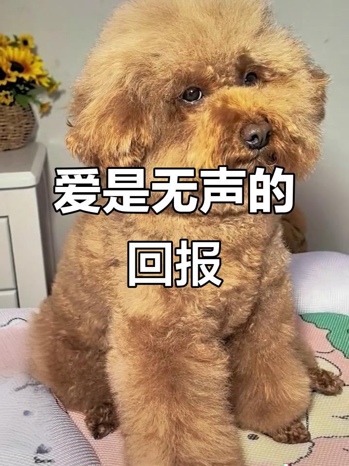 端庄小狗迎来圆满归宿，双向温柔太治愈了
 
端庄小狗的圆满结局来啦！它已经被领养