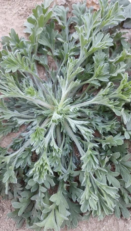 野菜就是野菜，不是家常菜，尝尝鲜可以，不能经常吃。吃多了会坏肚子的…