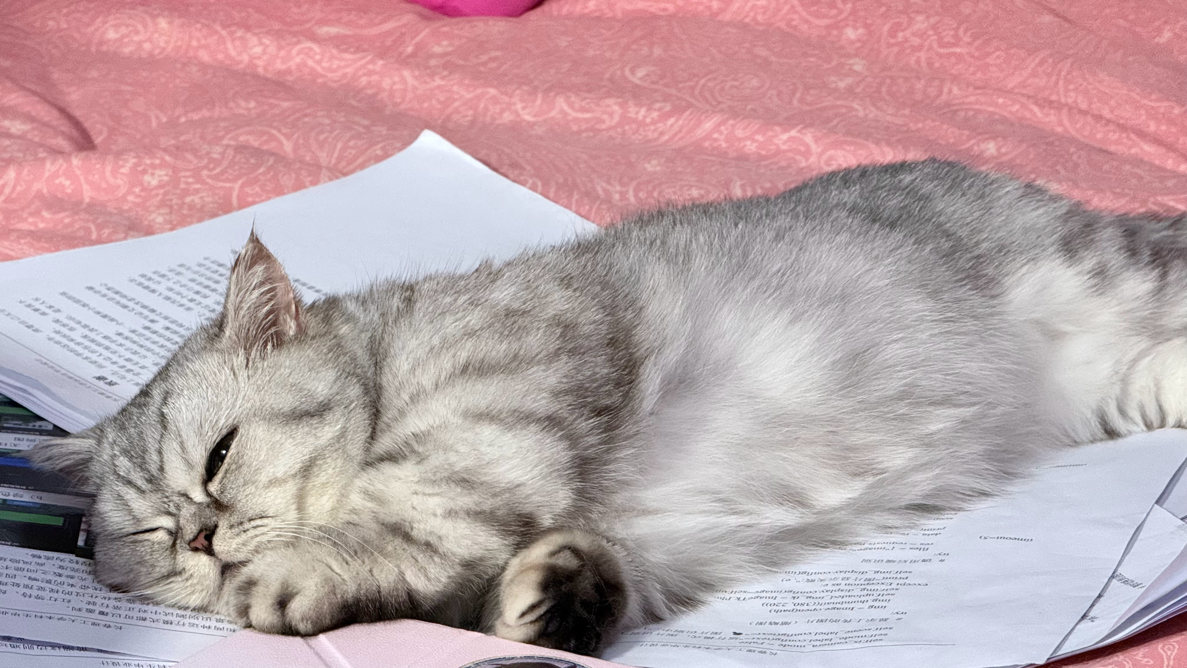 喜欢睡在破纸上的小狗猫 