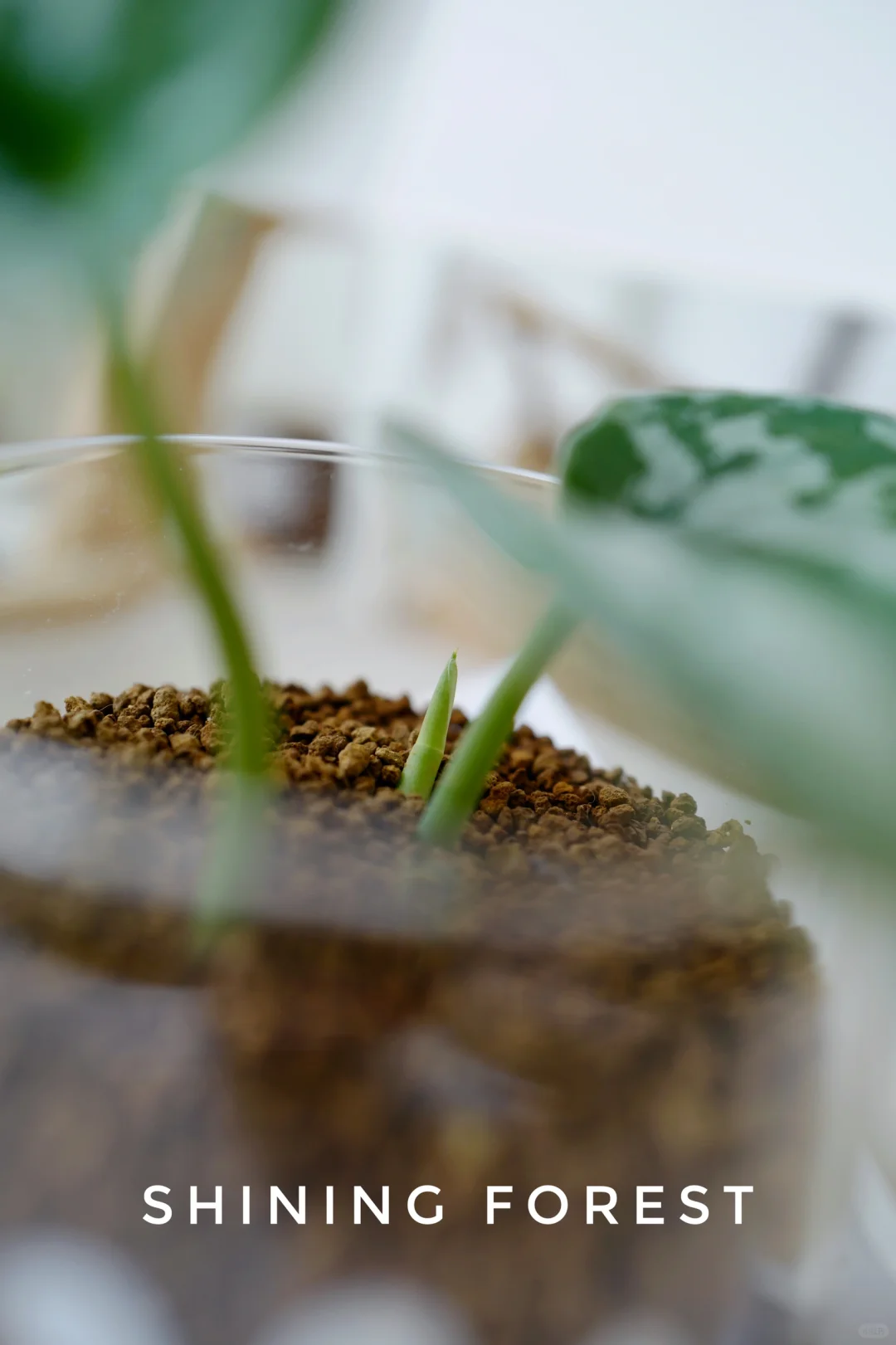 植物杀手可以闭眼入的桌面小植物🪴